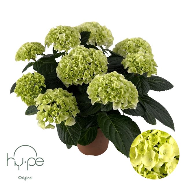 Picture of Hydrangea mophead 07+fl white