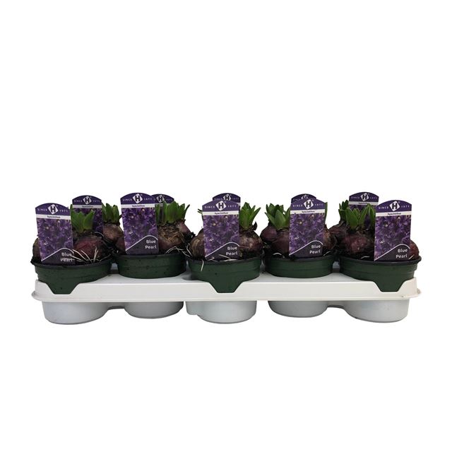 Picture of Hyacinthus orientalis 3buls blue