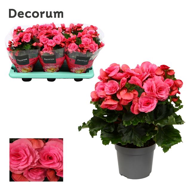 Picture of Begonia berseba purple