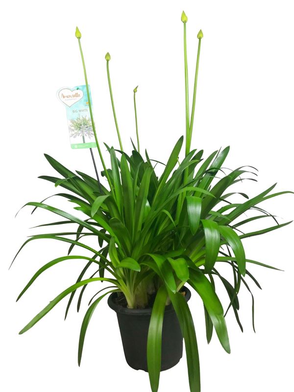 Picture of Agapanthus big white