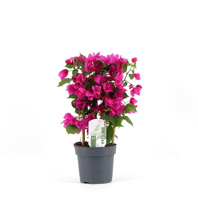 Picture of Bougainvillea on frame purple