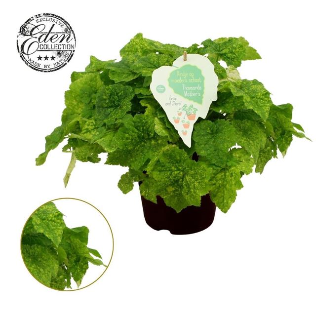 Picture of Tolmiea menziesii variegated