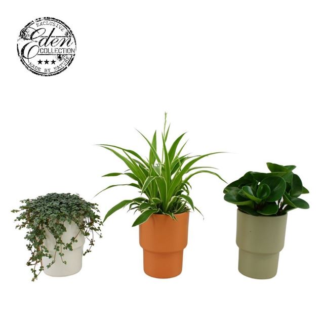 Picture of GROENMIX IN CERAMIC