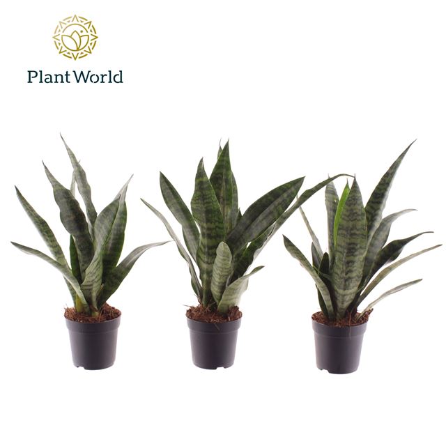 Picture of Sansevieria trifasciata black coral