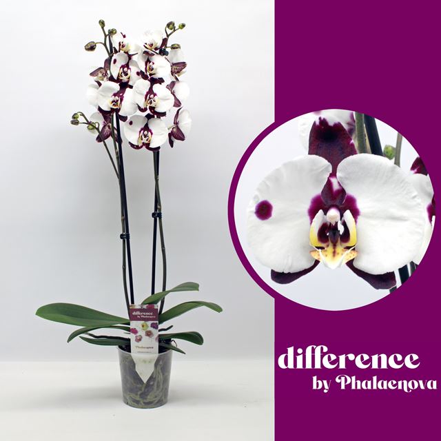 Picture of Phalaenopsis 02-stem polka dots