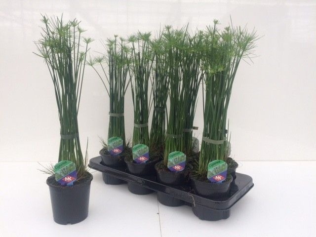 Picture of Cyperus haspan