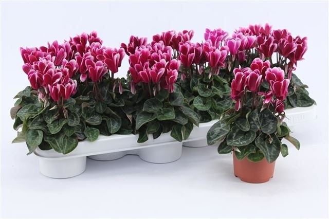 Picture of Cyclamen persicum snowridge purple