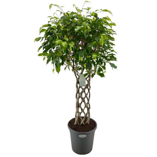 Picture of FICUS BENJAMINA BRAIDED STEM