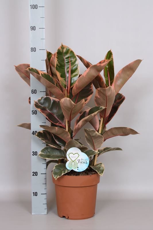 Picture of FICUS ELASTICA BELIZE 03PP