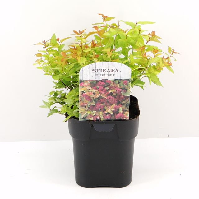 Picture of SPIRAEA JAPONICA FIRELIGHT