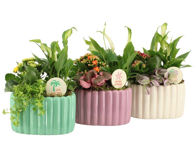 Picture of ARRANGEMENT COLOR CIRCUS 03PP