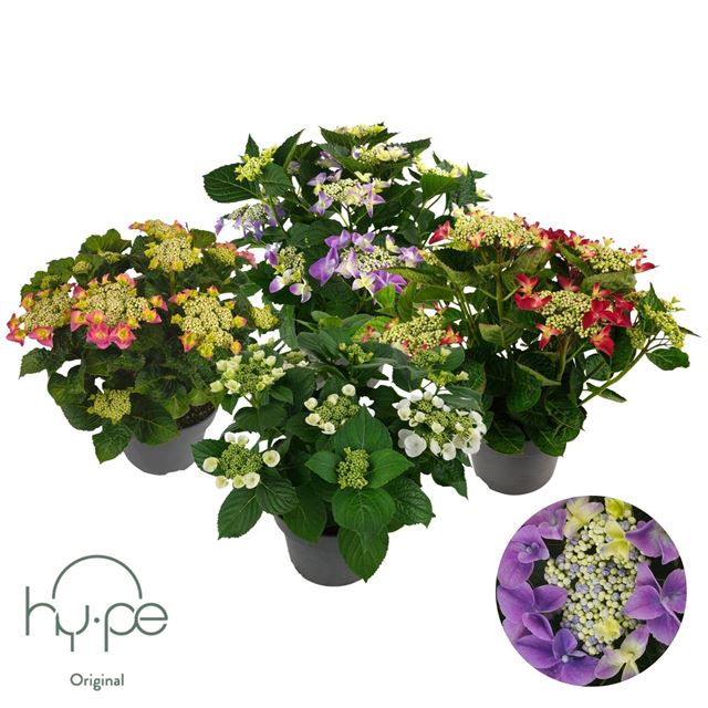 Picture of Hydrangea lacecap mix 7+ fl