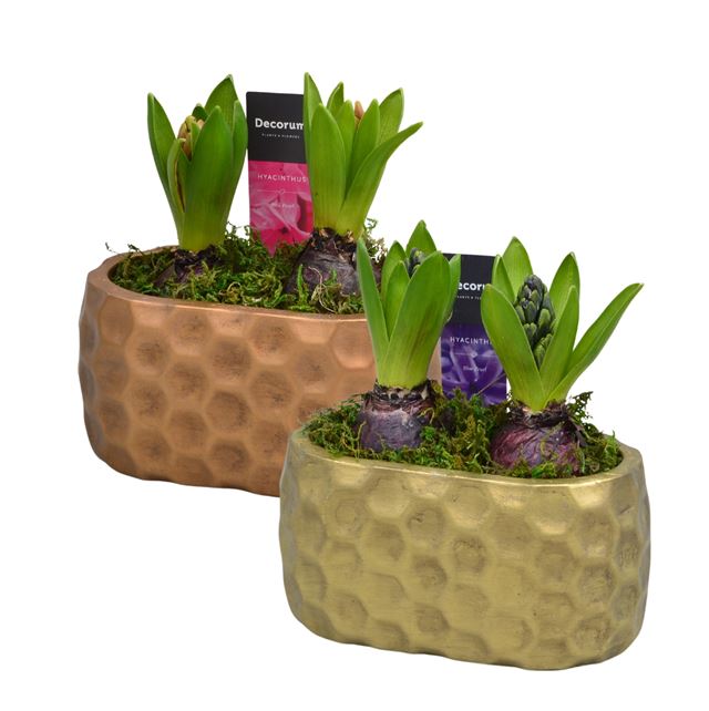 Picture of HYACINTHUS 02BULBS CERAMIC RAVA