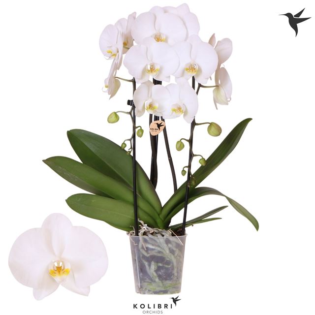 Picture of Phalaenopsis 02-stem niagara fall road trip