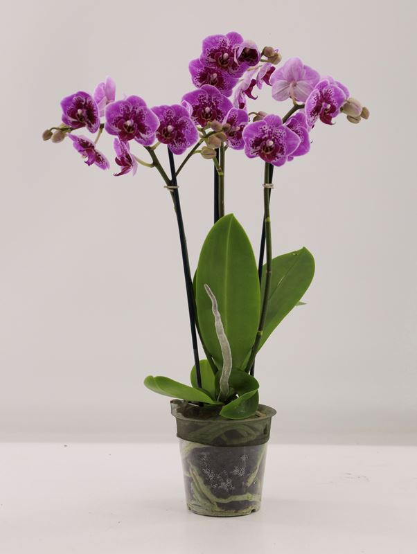 Picture of Phalaenopsis 03stem rotterdam flower symphony
