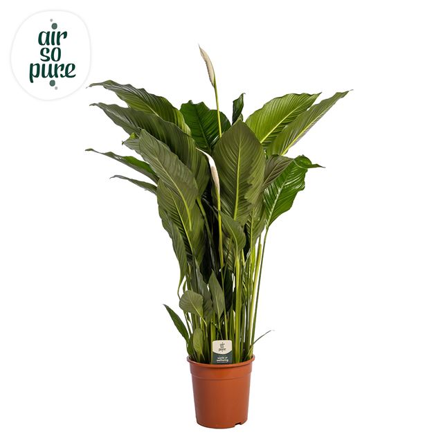Picture of SPATHIPHYLLUM SWEET SEBASTIANO