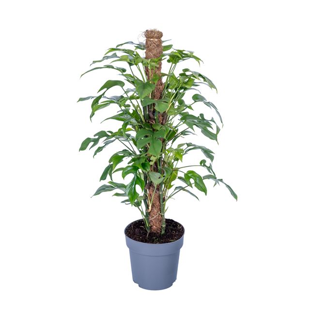 Picture of Philodendron minima mosspole