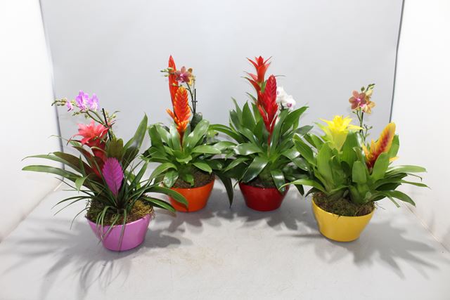 Picture of Bromelia   phalaenopsis in keramiek