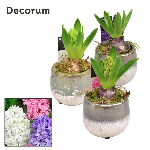 Picture of HYACINTHUS 01BULB CERAMIC DUBAI