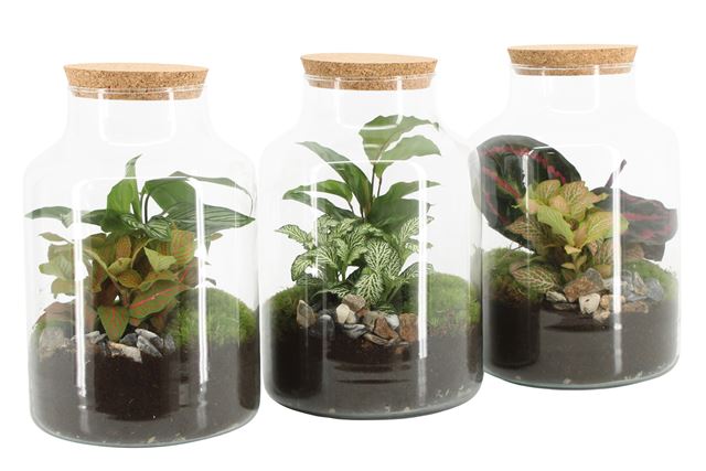 Picture of TERRARIUM