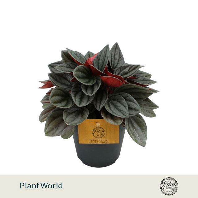 Picture of Peperomia santorini