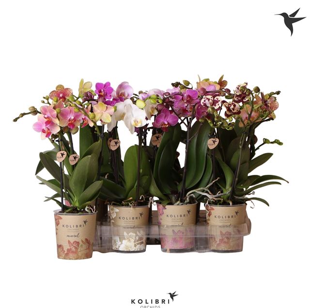 Picture of PHALAENOPSIS 02-STEM KOLIBRI BIG MIX