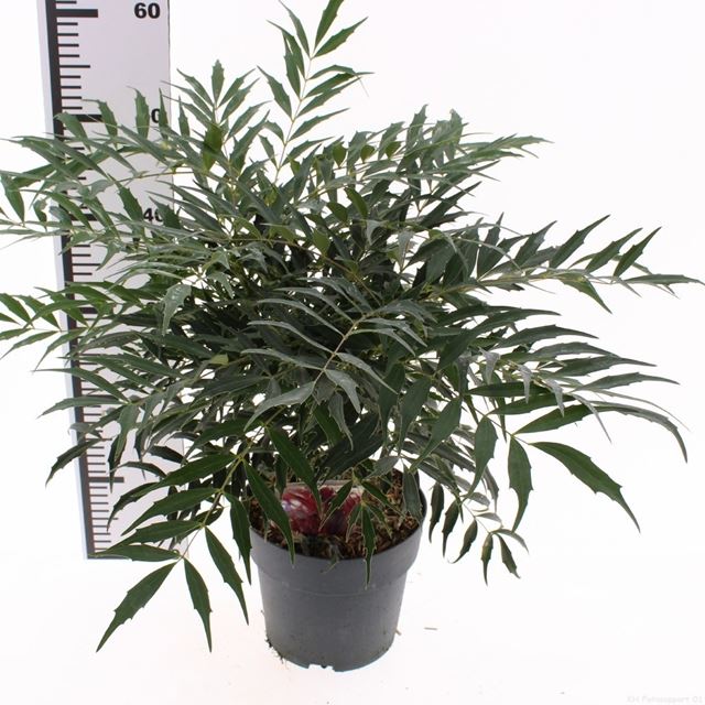 Picture of Mahonia eurybracteata meteor
