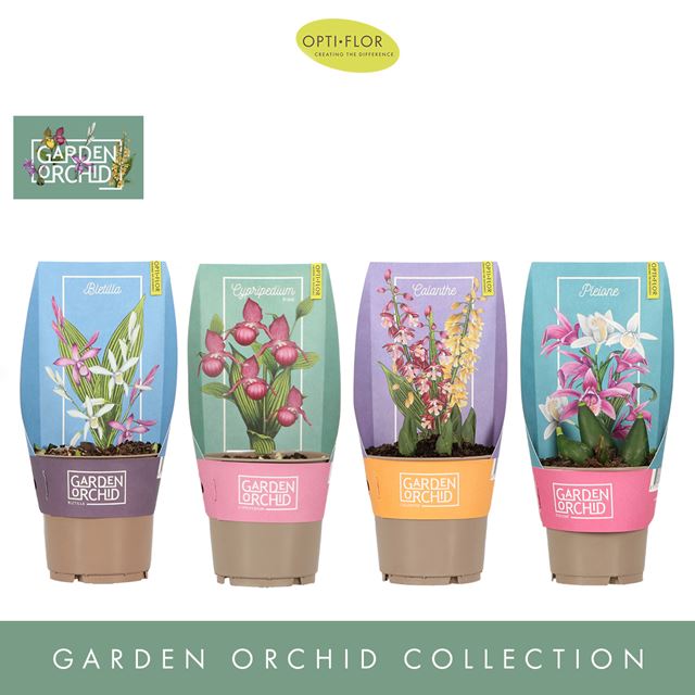 Picture of GARDEN ORCHID MIX