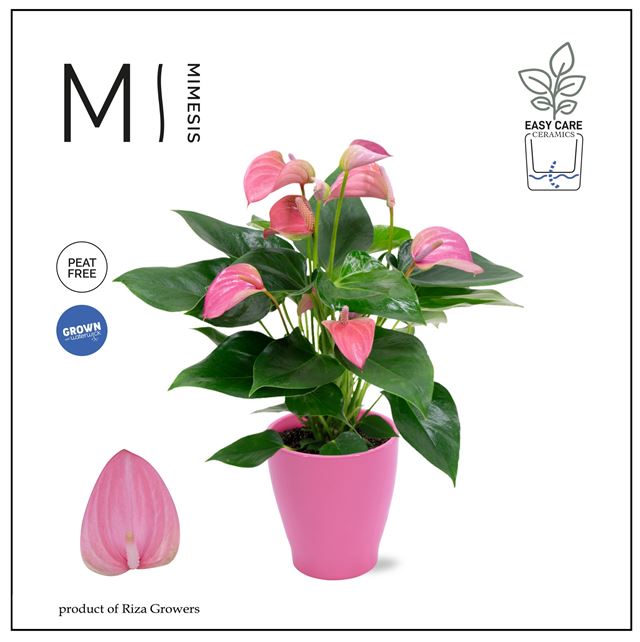 Picture of ANTHURIUM ANDREANUM PINK IN CERAMIC