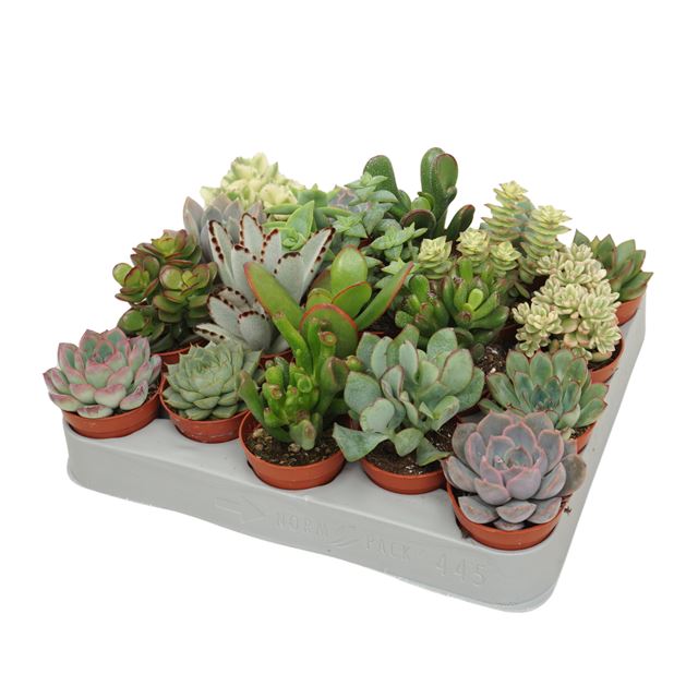 Picture of Succulent mix