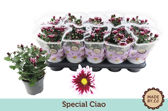 Picture of CHRYSANTHEMUM SPECIAL CIAO