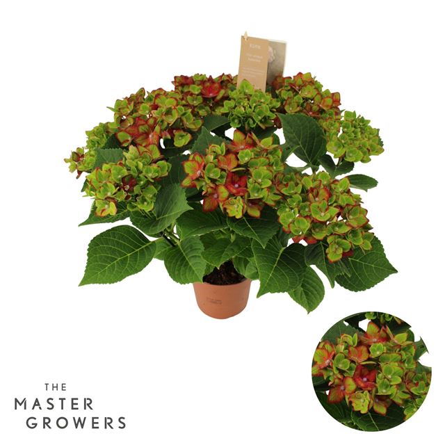 Picture of Hydrangea macrophylla road lila 07+fl