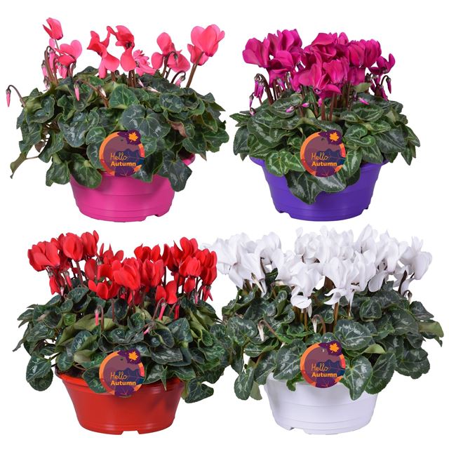 Picture of CYCLAMEN PERSICUM MIX COLOUR CODED POT