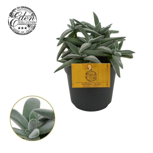 Picture of Crassula tenelli