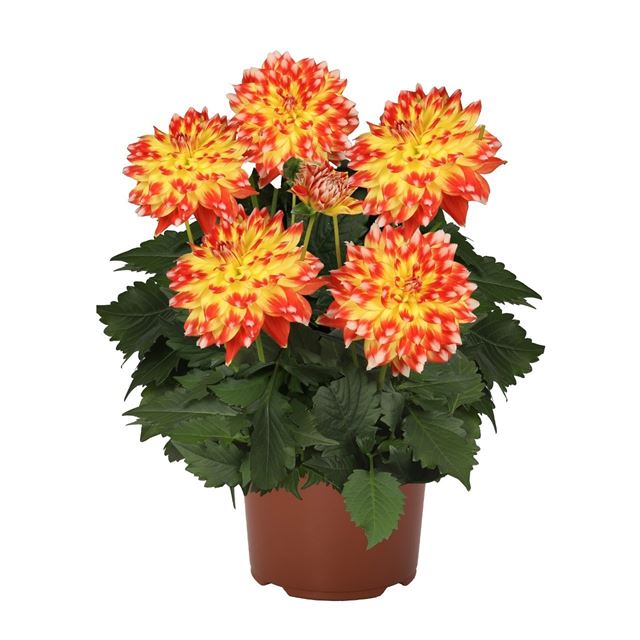 Picture of Dahlia xl candy corn