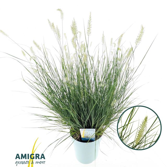 Picture of Pennisetum alopecuroides little bunny