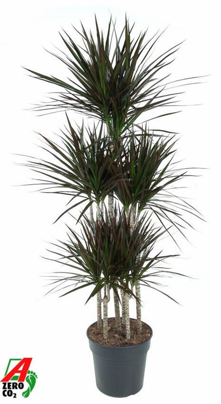 Picture of DRACAENA MARGINATA MAGENTA CARROUSSEL