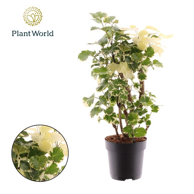 Picture of Polyscias balfouriana branched