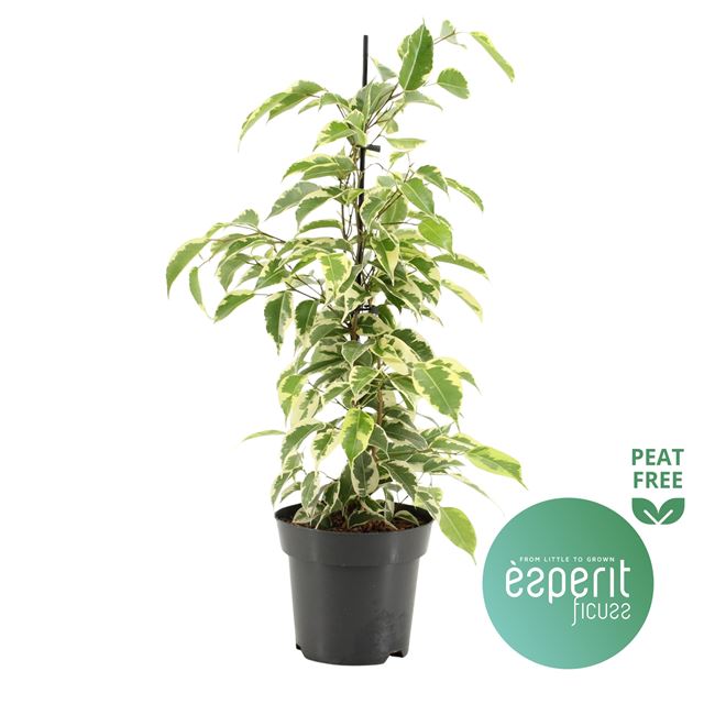 Picture of FICUS BENJAMINA SAMANTHA
