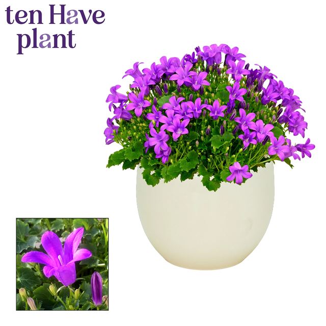 Picture of Campanula porto blue in ceramic