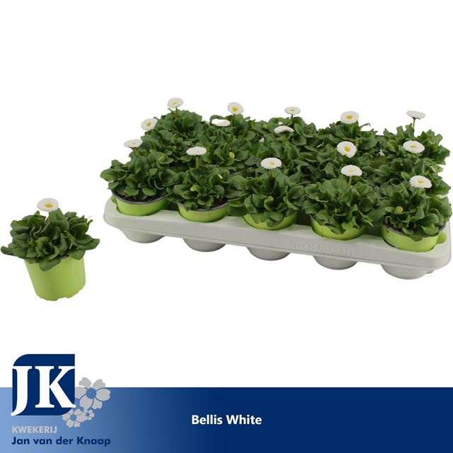 Picture of Bellis perennis white in green pot