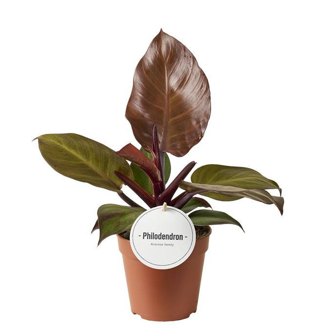 Picture of Philodendron mccolley's finale