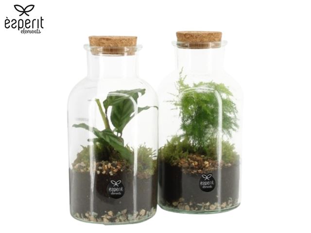 Picture of Terrarium