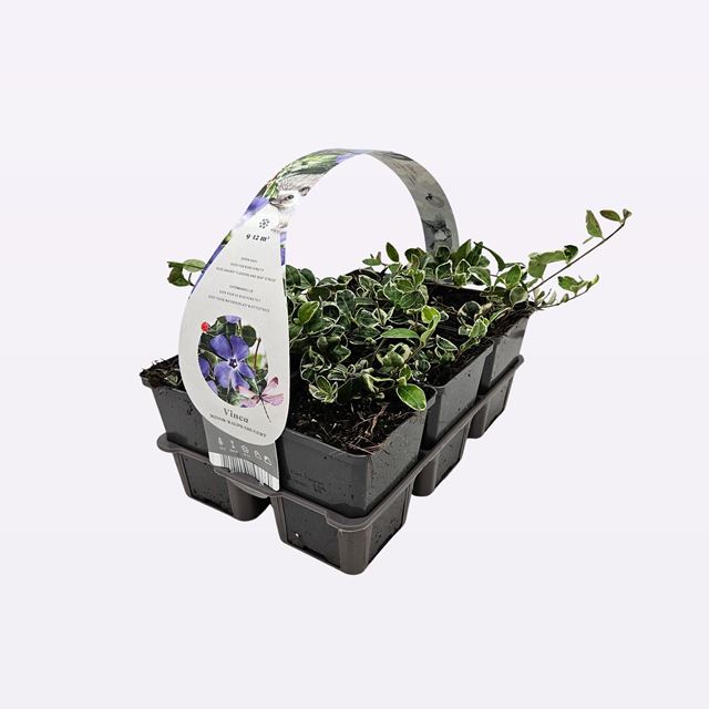 Picture of VINCA MINOR RALPH SHUGERT