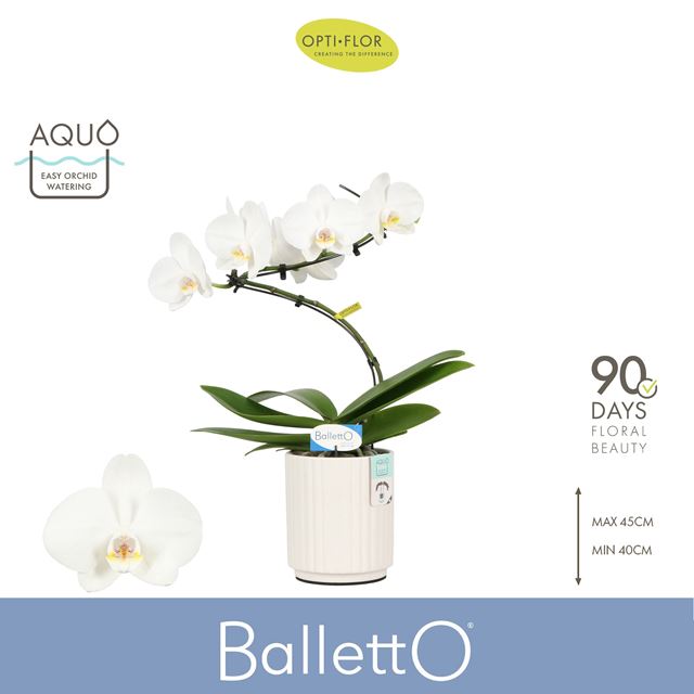 Picture of Phalaenopsis 01-stem balletto wing in ceramic