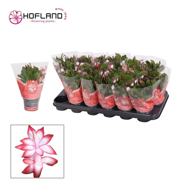 Picture of Schlumbergera red