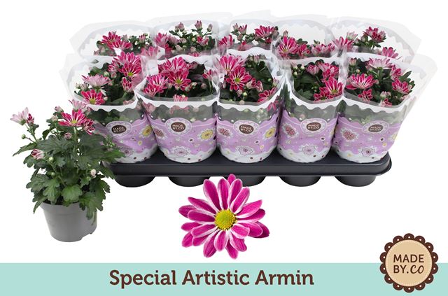 Picture of Chrysanthemum 03pp special artistic armin
