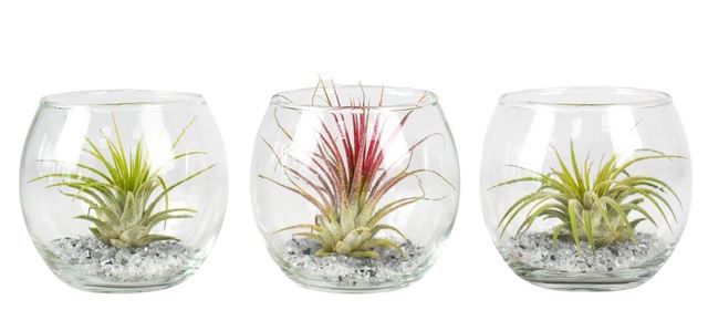 Picture of TILLANDSIA IN BALL GLASS