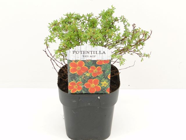 Picture of POTENTILLA FRUTICOSA RED ACE