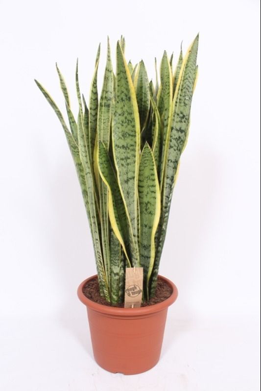 Picture of Sansevieria trifasciata laurentii